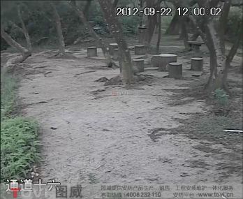 D1效果-樹林白天/夜間視頻監(jiān)控效果錄像演示